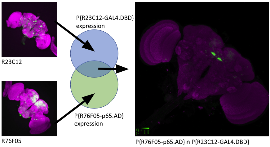 This techniques work by driving the expression of target transgenes at the intersection between the expression patterns of two hemi-driver transgenes.